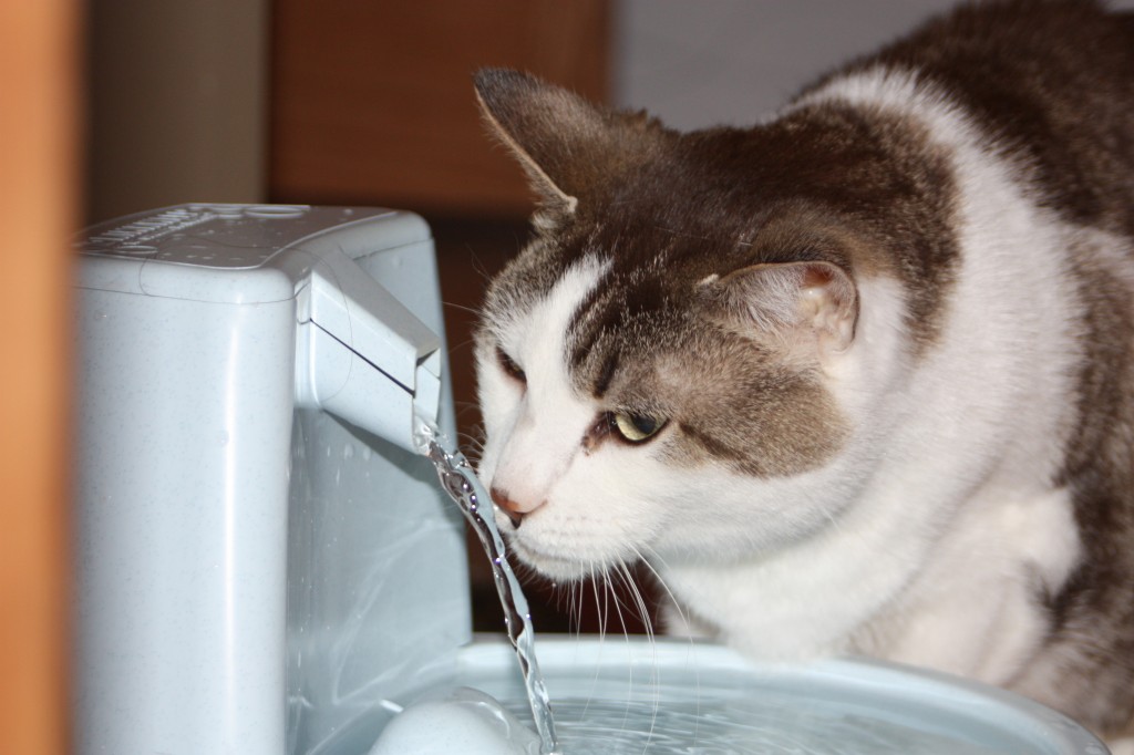 Gracey drinking water from fountain