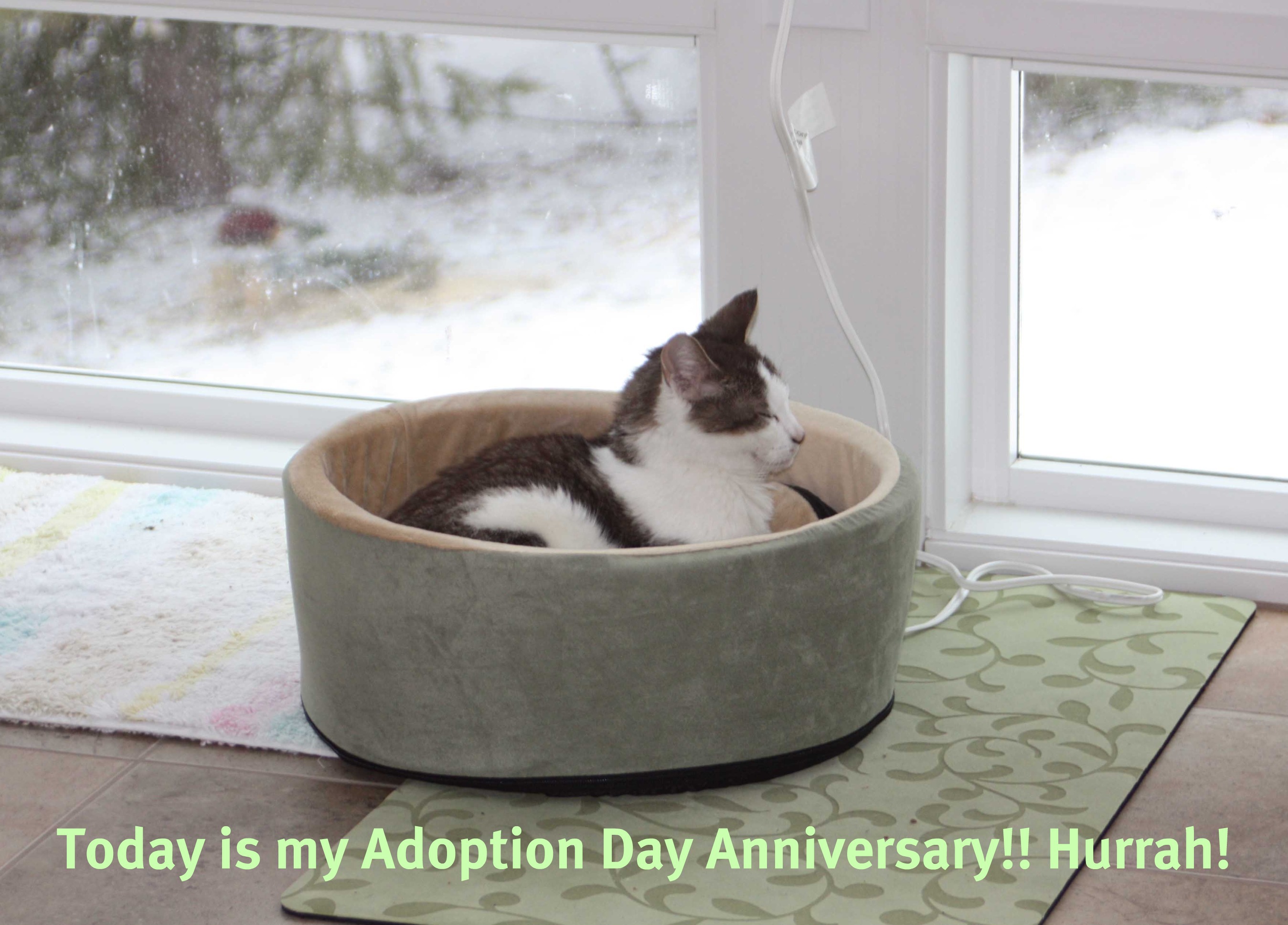 The Tiniest Tiger’s Adoption Anniversary Day!