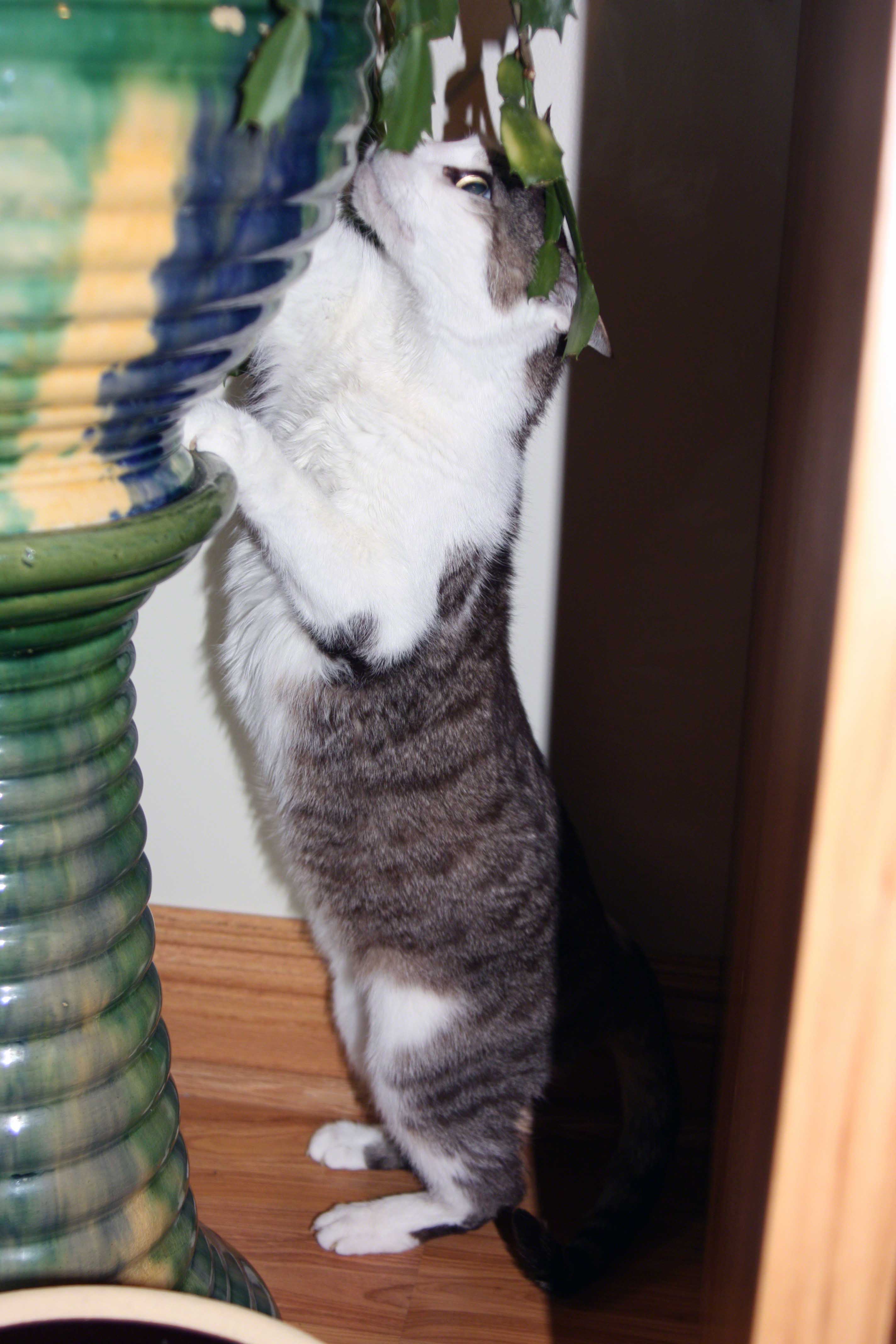 The Tiniest Tiger Stalks the Office Cactus