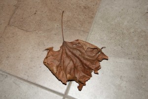 Gracey's leaf