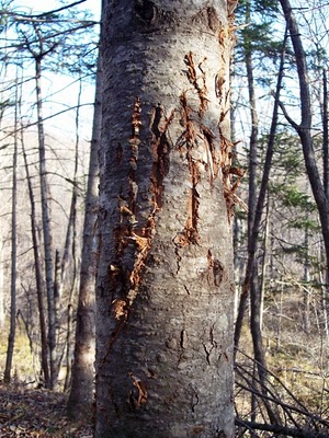 Tiger scratch marks on tree