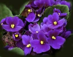 Image of African Violet