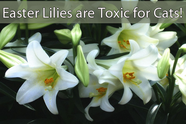 Easter Lilies toxic for Cats