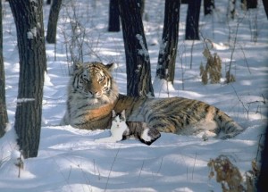 Amur Tiger in the Snow with Gracey