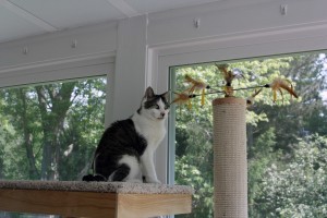 Gracey on the Lounging Platform watching the Bird Carousel