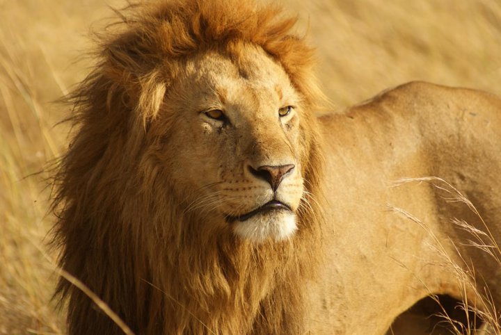 African Male Lion