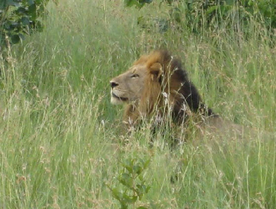 African lion in the grass