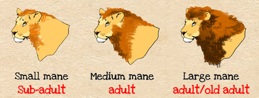 African Male Lion Mane Sizes