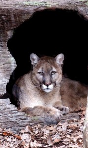 Eastern cougar