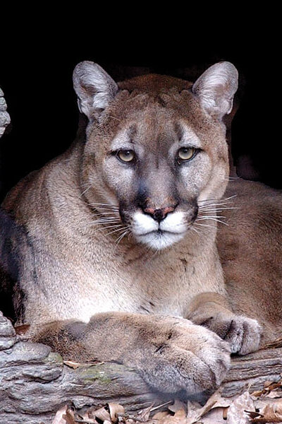 Eastern cougar representing a species officially declared extinct.
