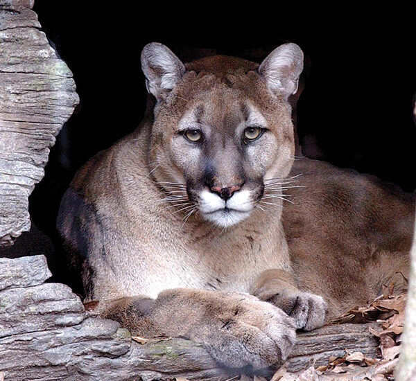 Eastern cougar representing a species officially declared extinct.