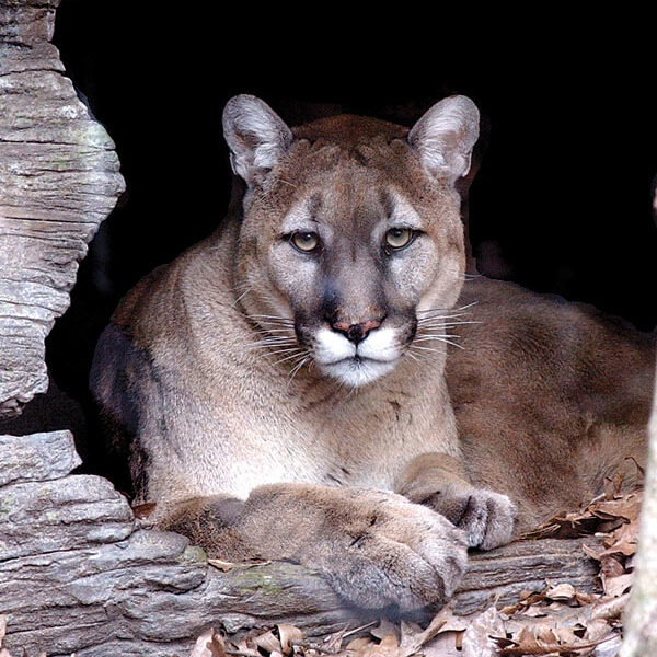 Eastern cougar representing a species officially declared extinct.