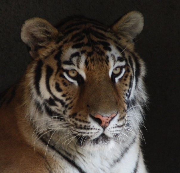 SiberianTiger Columbus Zoo