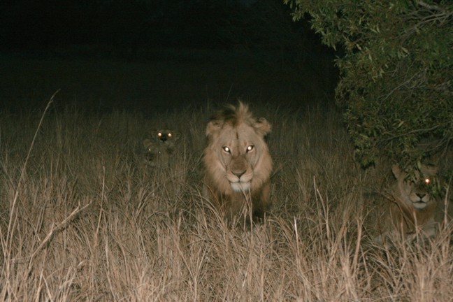 Lions Hunting at Night