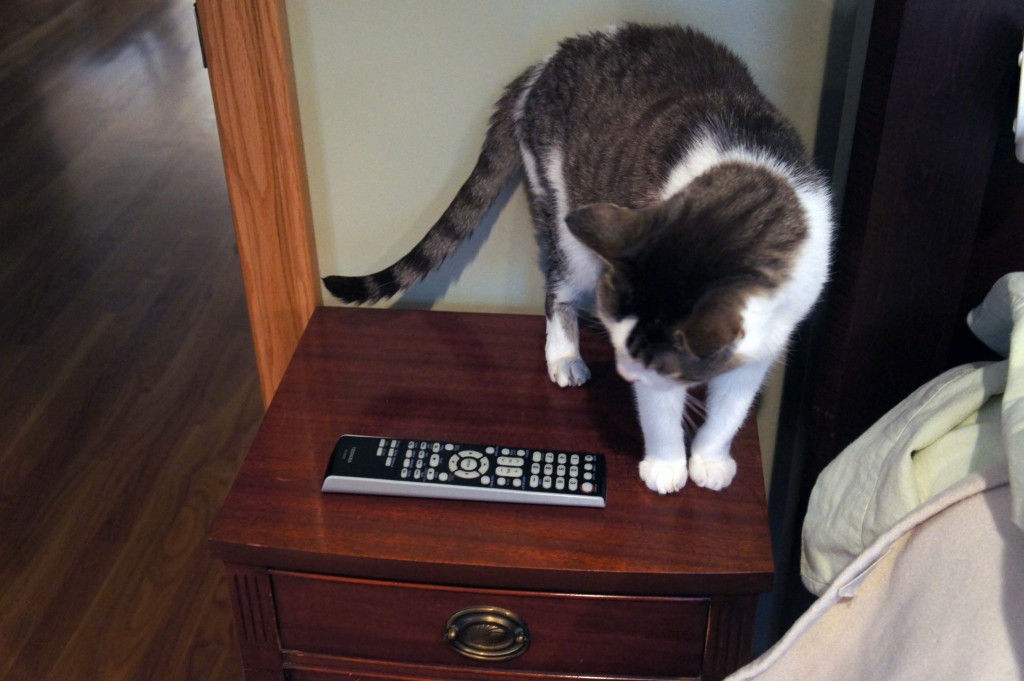 Gracey looking at remote on nightstand