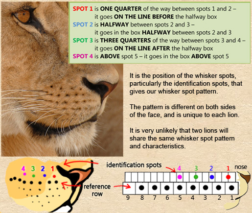 Cat Whisker Spot Patterns in Lions, Leopards and Me