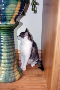 Gracey, The Tiniest Tiger hiding