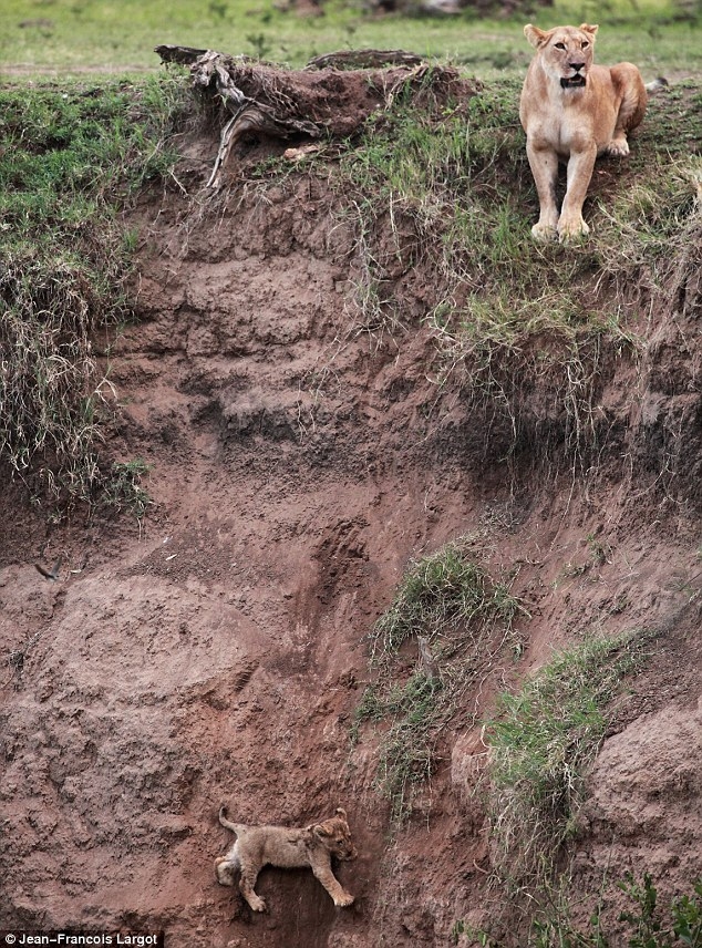 Mother Lion Saves Cub in Kenya’s Masai Mara