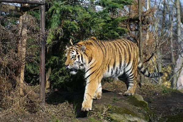 Tiger in the Taiga