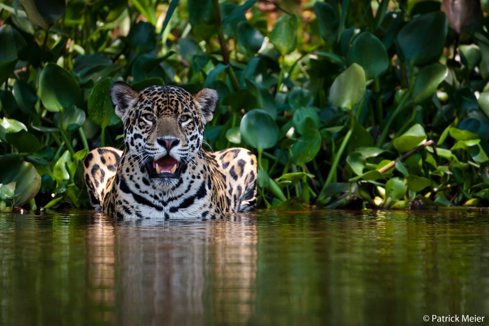 Jaguar photo by Patrick Meier