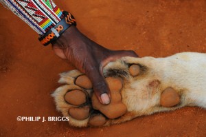 Philip J Briggs Guardian and lion paw