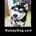 Rumpydog.com badge