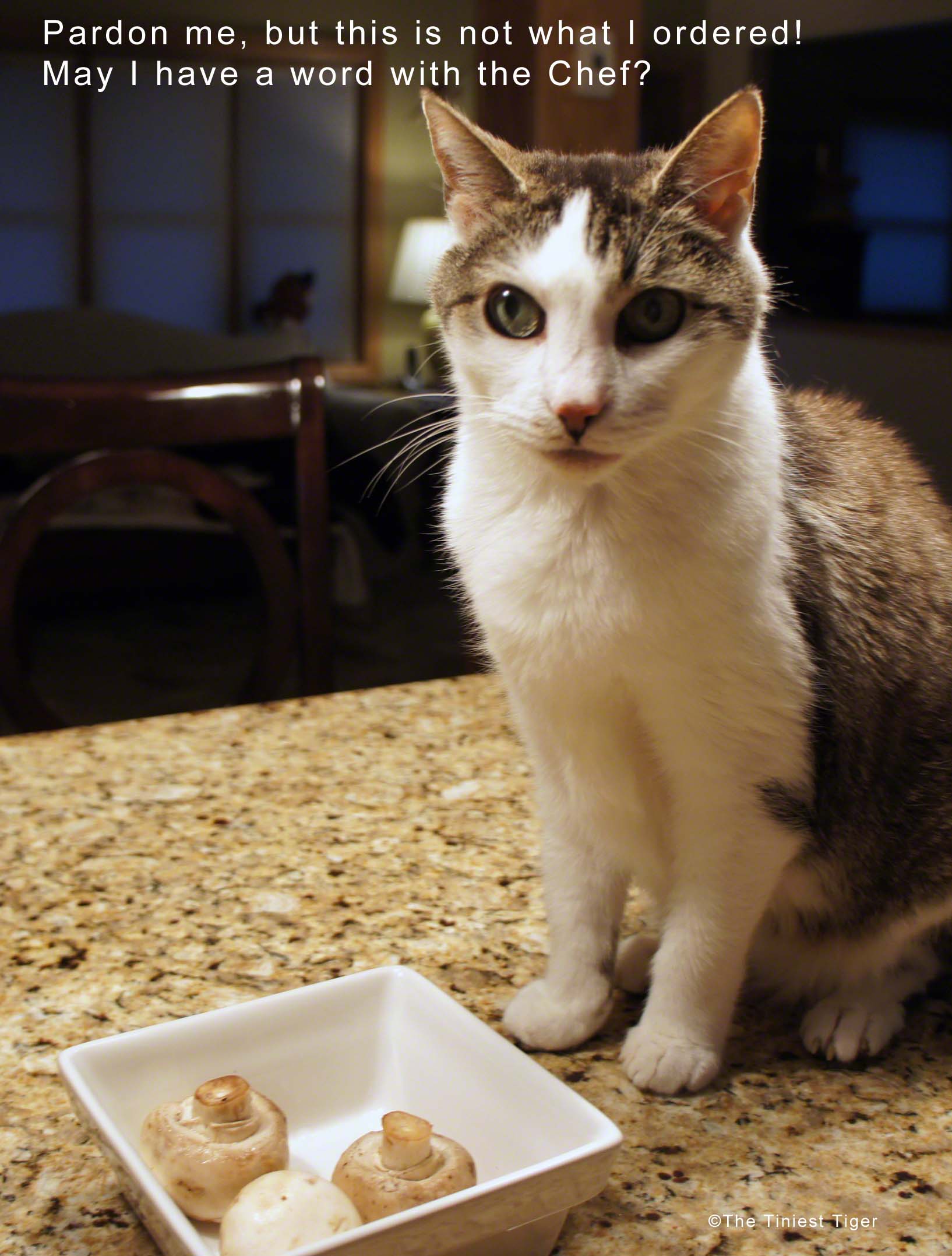 Cat Menu Leaves No Room for Dessert or a Side of Mushrooms