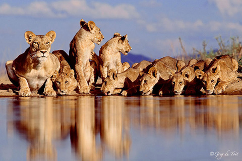 Lions drinking water photo by Greg du Toit