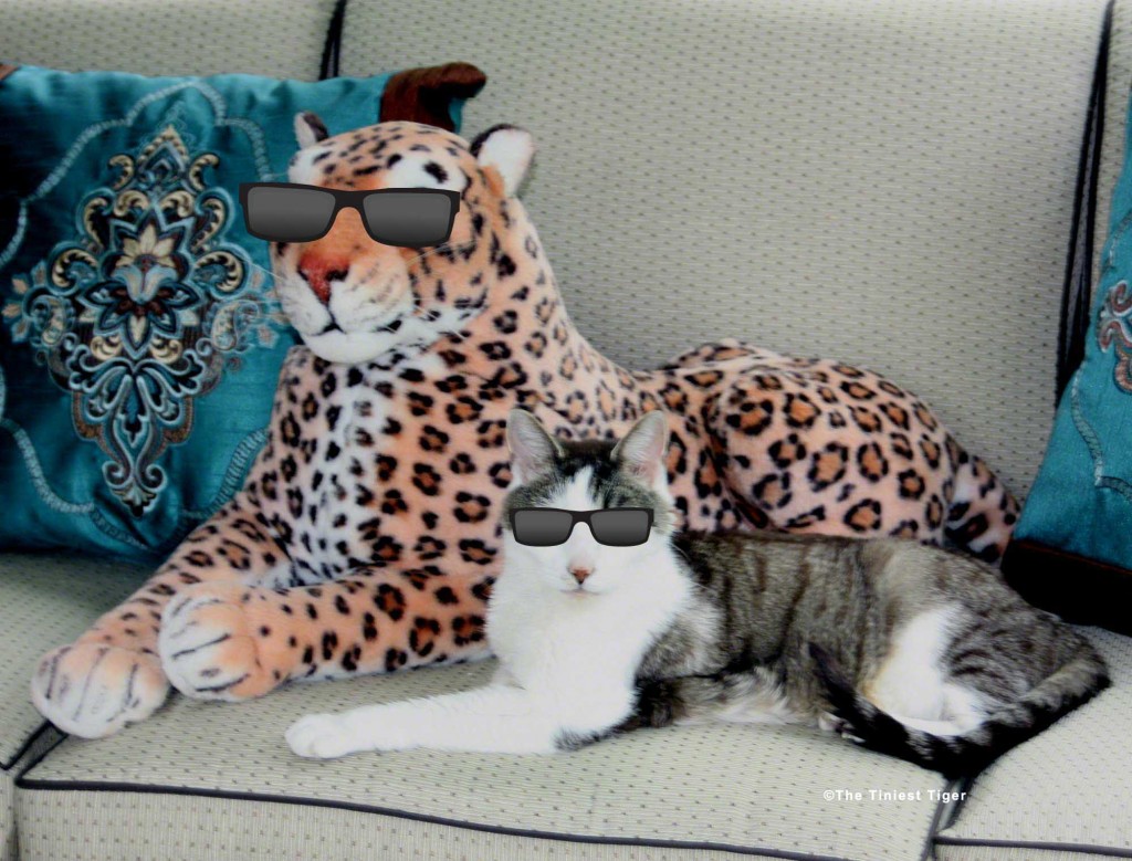 Lazy Leopard and Gracey wearing sunglasses