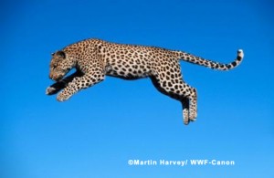 Leaping Leopard Harvey