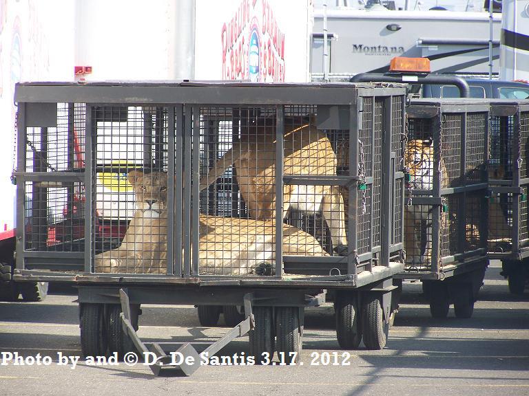 Circus Lions and Tigers by Dee DeSantis