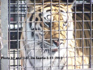 Caged Circus Tiger Close Up. Photo by Dee DeSantis