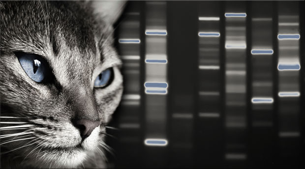 Cats Personality Unique as SignatureDNA