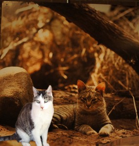 African Wild Cat and Gracey