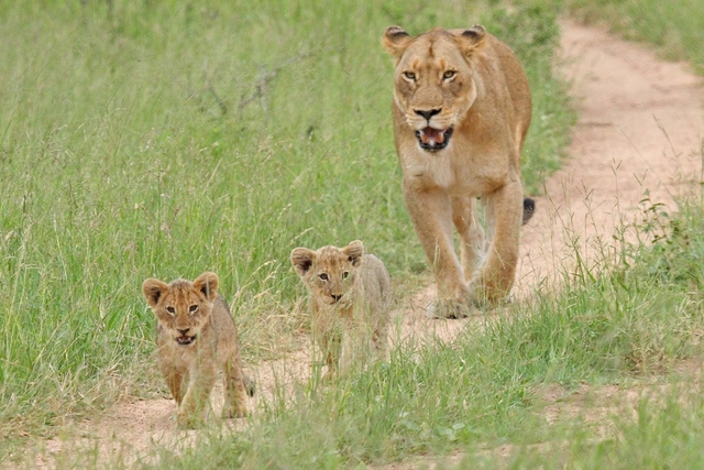 Lions on path