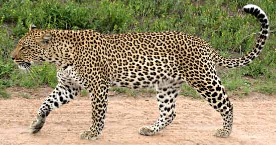 Leopard