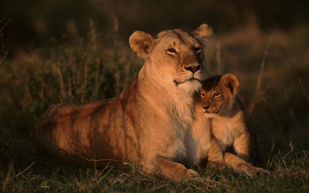 Lion and cub