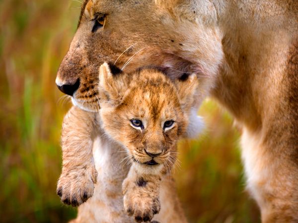 Lioness carrying cub.  