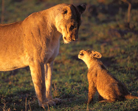 Lioness and feisty cub