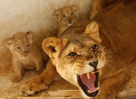 Lion protecting cubs