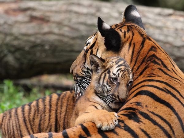 Tiger cub hugging mother