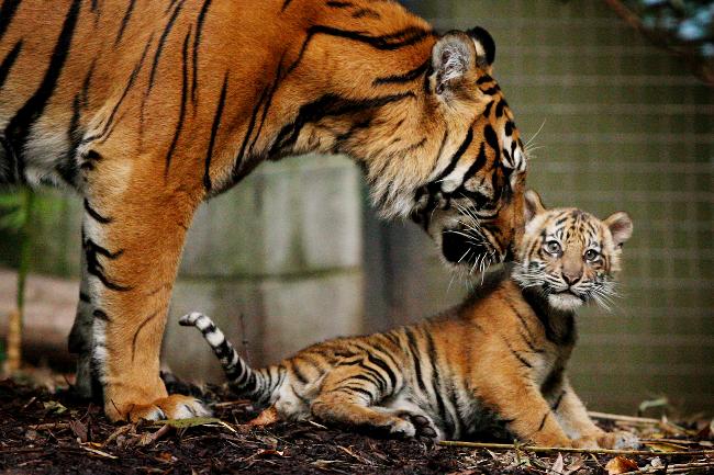Tiger nudging cub