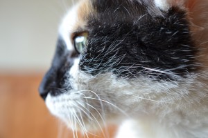 Emily Iams Play Young Stay Young HM