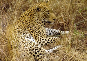 Male leopard in South Africa