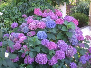 Hydrangea