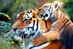 tiger father adopts cubs