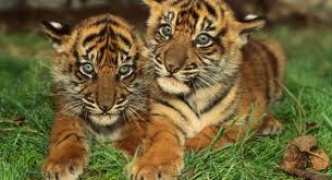 Tiger Dad Watches Over Cubs - The Tiniest Tiger