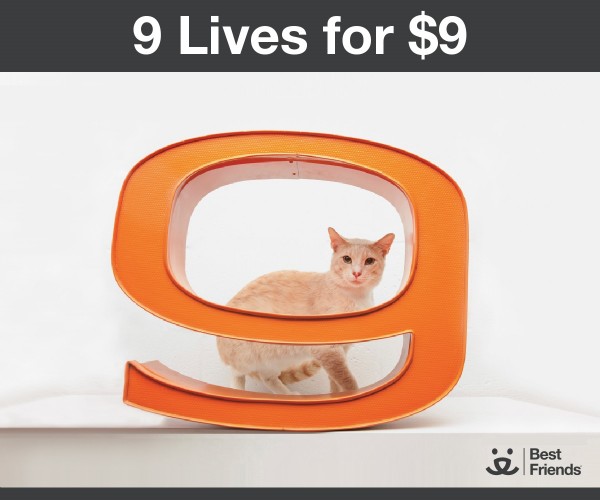 Best Friends 9 Lives for $9