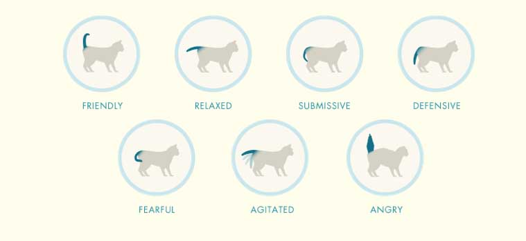 Cat Tail Communication chart