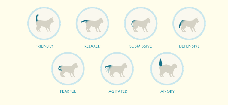 Cat Tail Language Tips: A Concise Guide